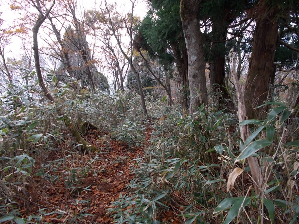 11：39　こちらは笹が多いです。