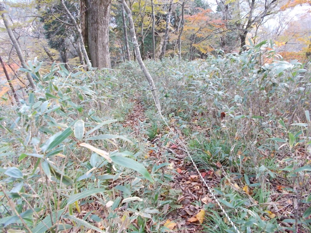 11：45　笹だらけの激下りです。ロープがあるので、安心。下はかなり滑ります。