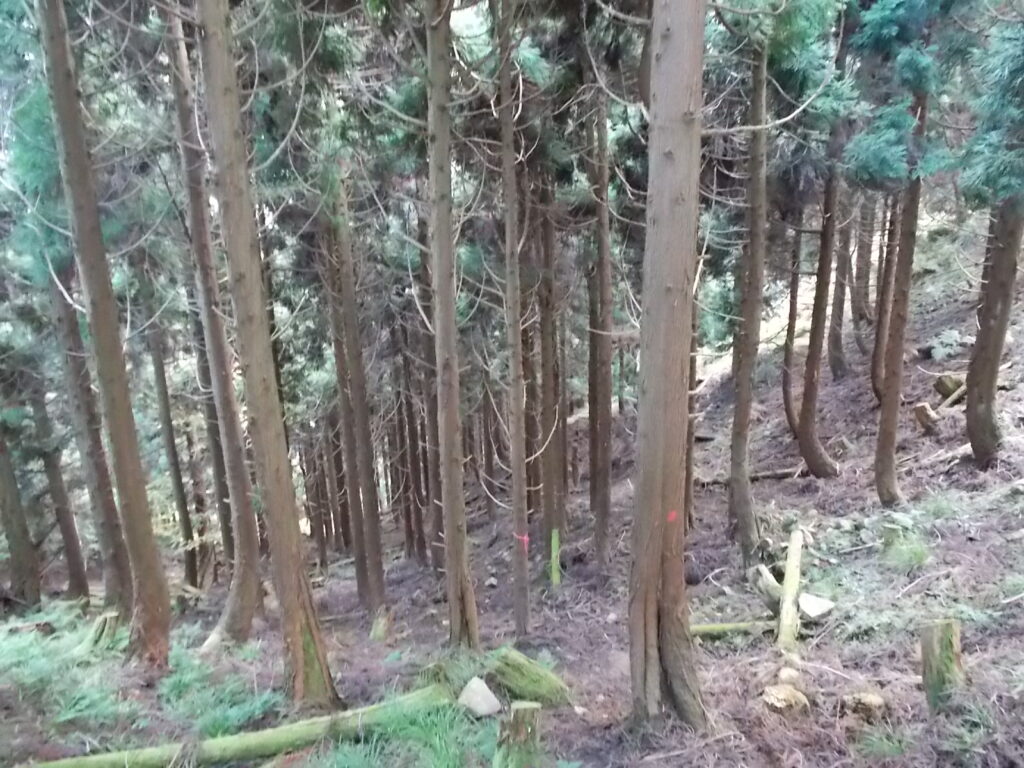 11：54　人工林に入ります。相変わらず激下りです。