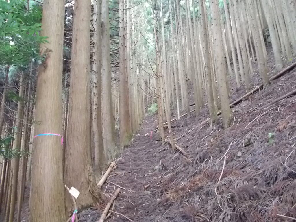 10：45　人工林の中の登山道