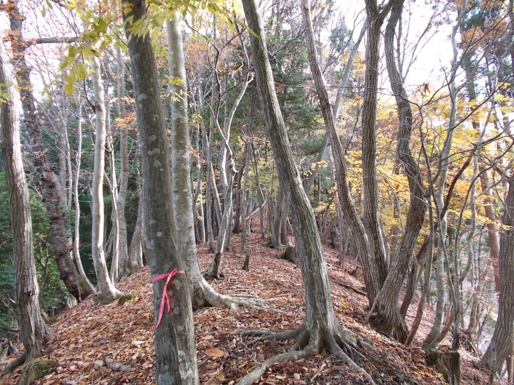 10：59　上の尾根筋へ。なかなかいい感じです。