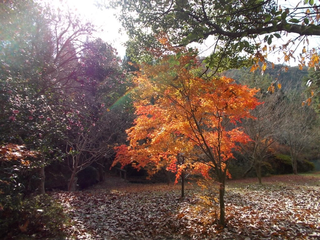 11:21 下まで降りて、向かいの周回コースにはいるところにあった紅葉です。