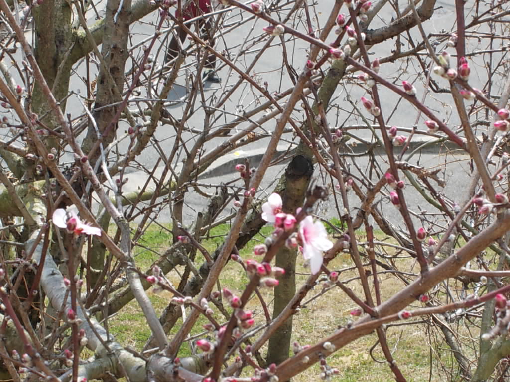アーモンドの花