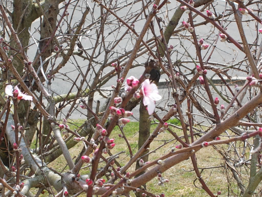 アーモンドの花