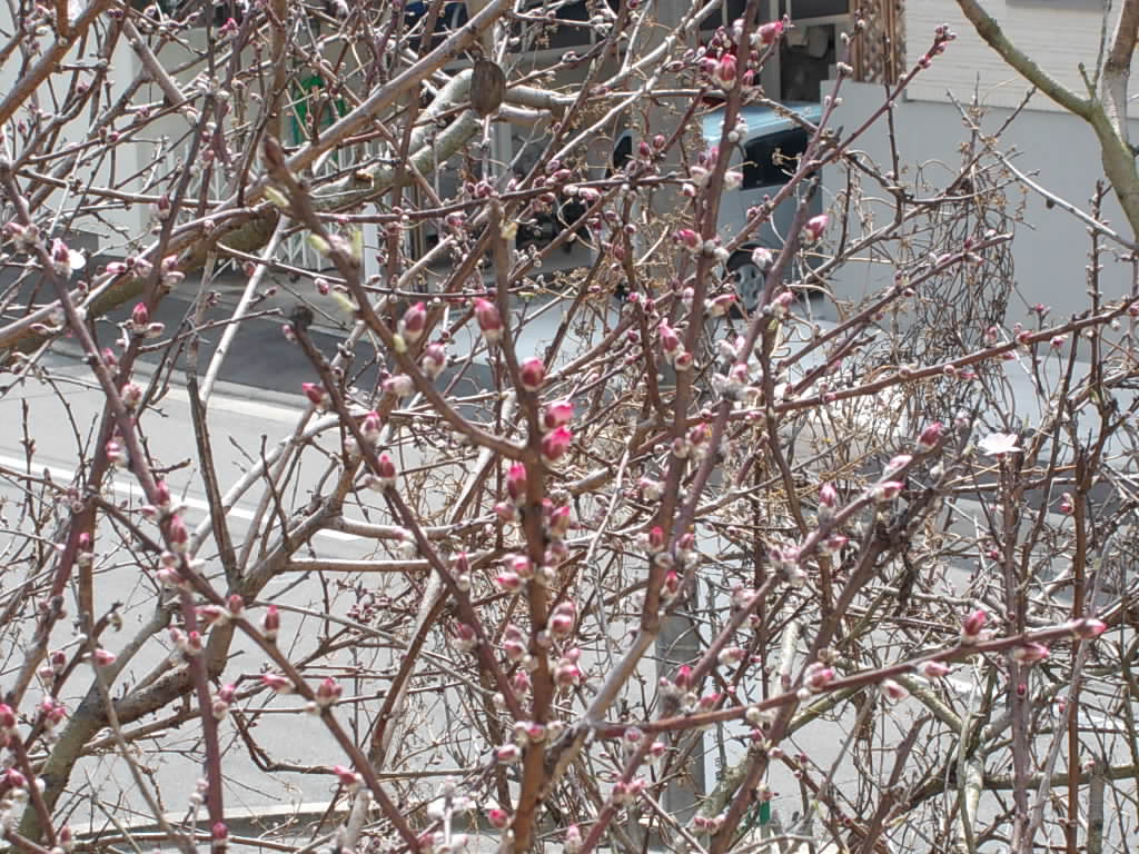 アーモンドの花