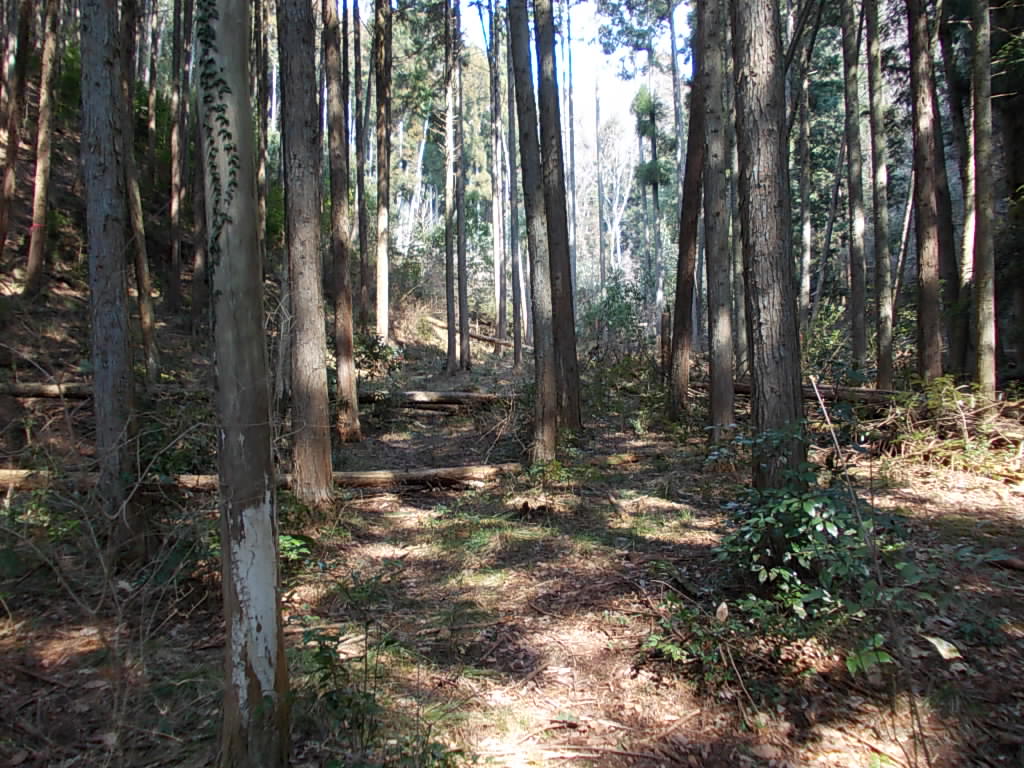 10:34 再び橋を渡って、左の斜面を登ります。ちゃんとした道はないので、歩きやすいところを選んでいきます。