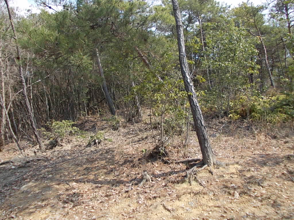 10:50 しばらく行くと、日当たりの良い明るい空き地に出ます。