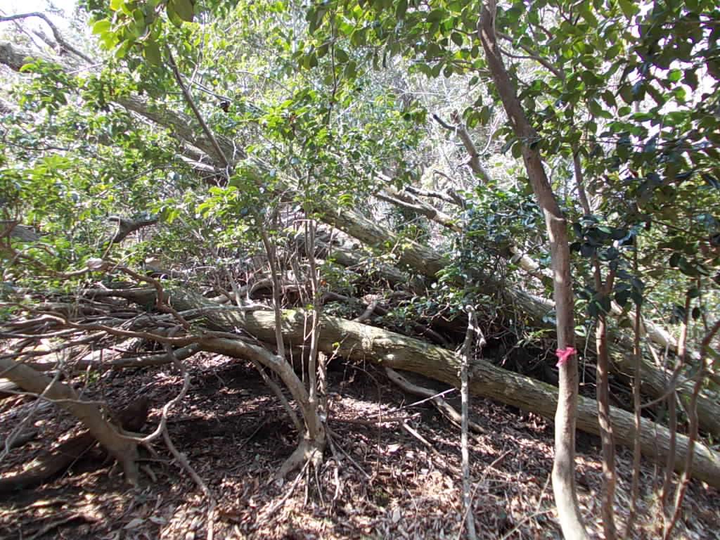 11:13 倒木で行手が遮られているので、迂回します。