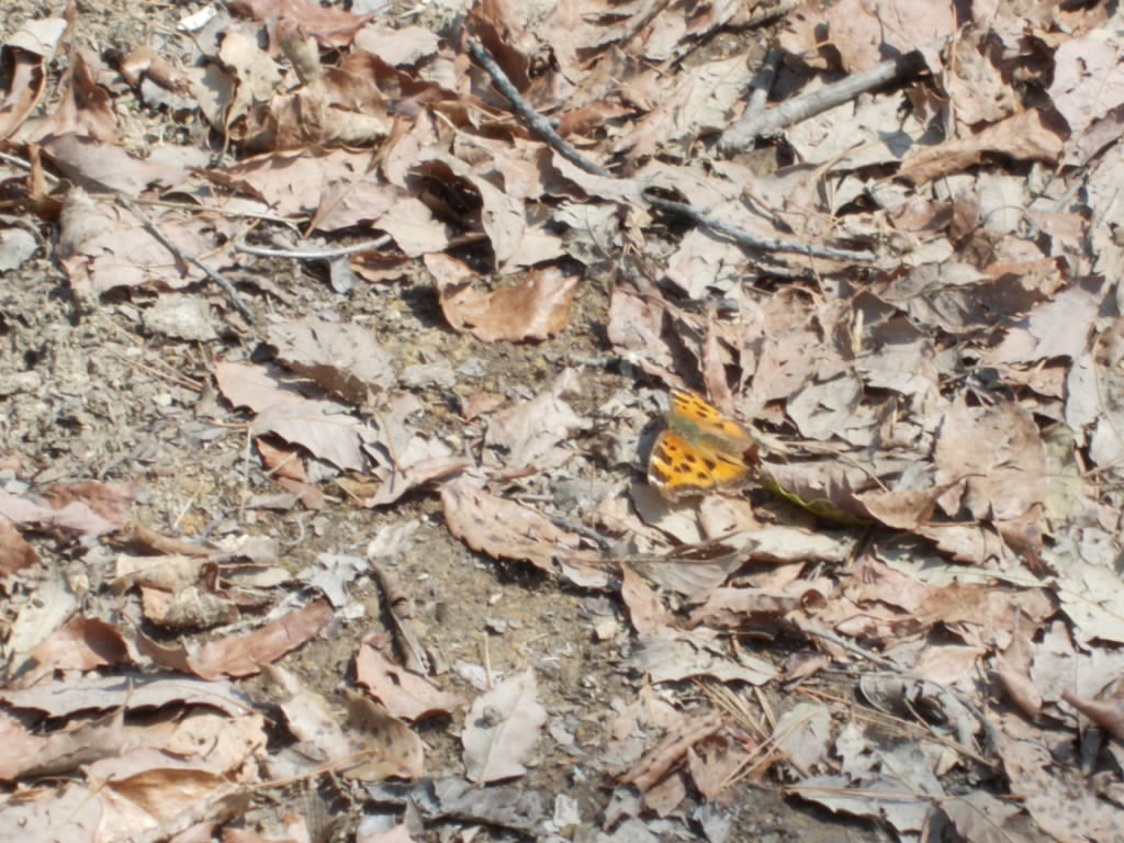 12:07 途中で出会った蝶です。タテハのようです。