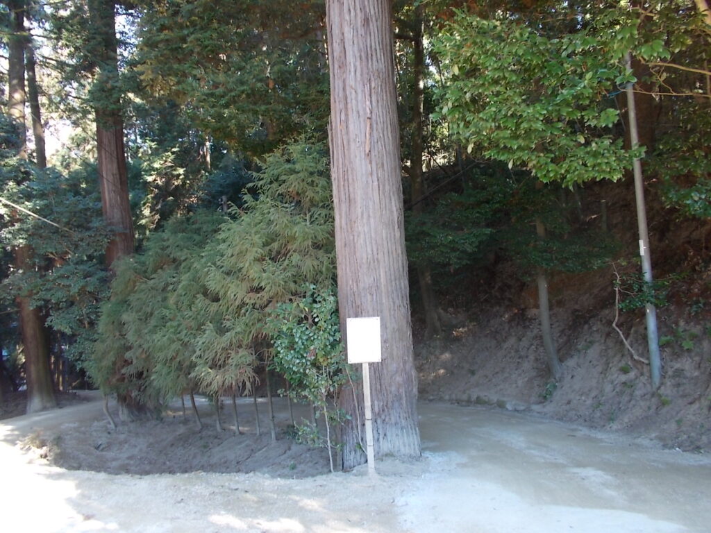 11:41 途中にあった大きな杉の木。