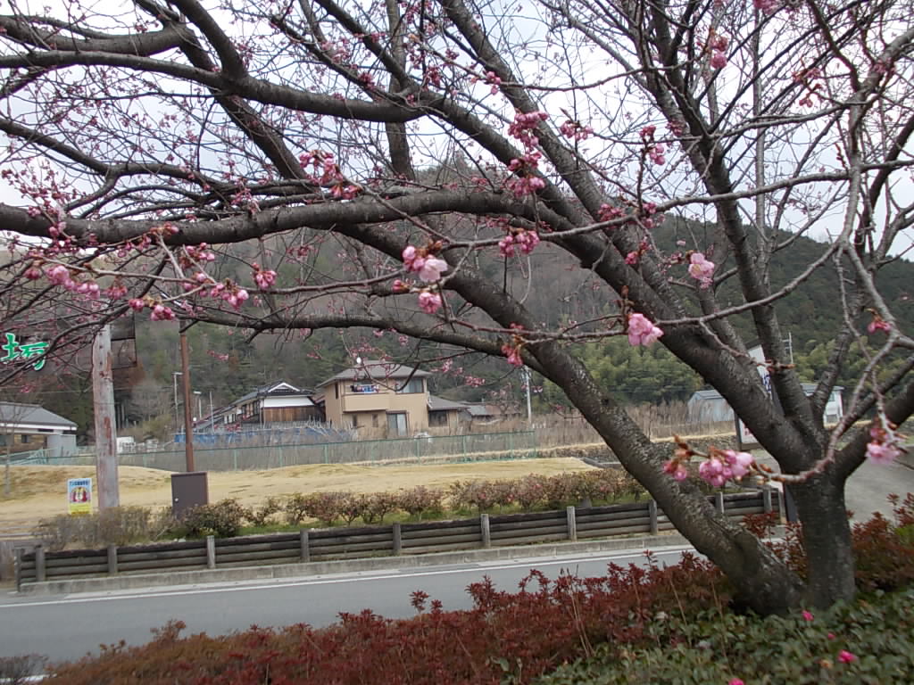 13:02 伊沢の里に植えられている河津桜です。まだ2,3分咲き程度です。