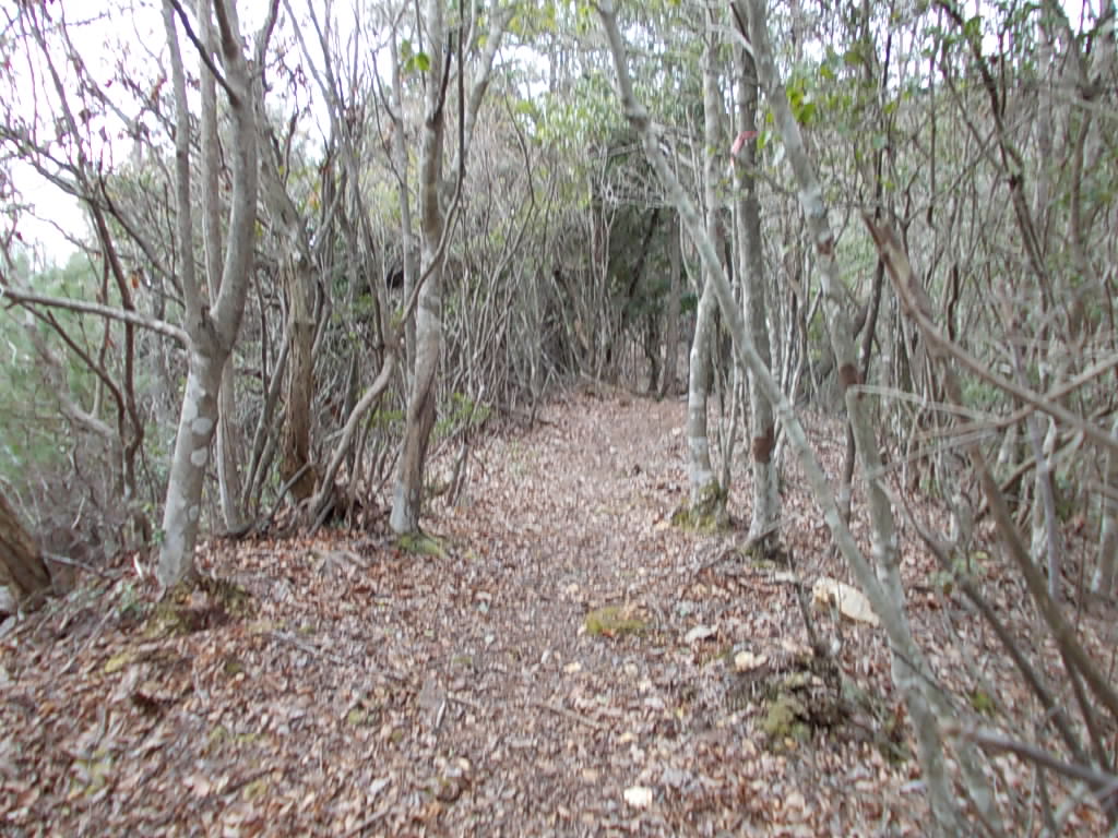 10:34 登山道の様子です。比較的歩きやすいです。