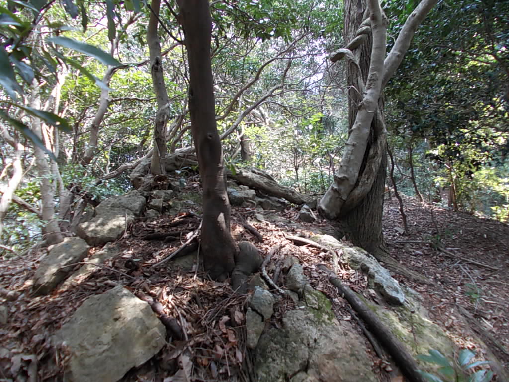 10:57 岩を抱きしめて生えている木々です。
