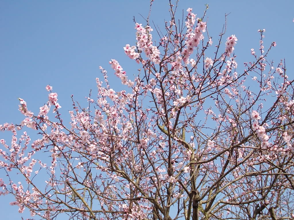 アーモンドの花