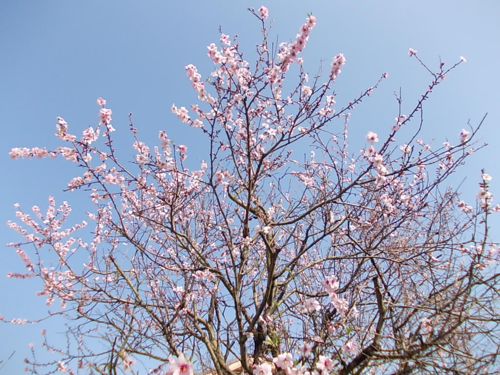 アーモンドの花