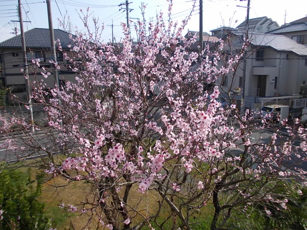 アーモンドの花