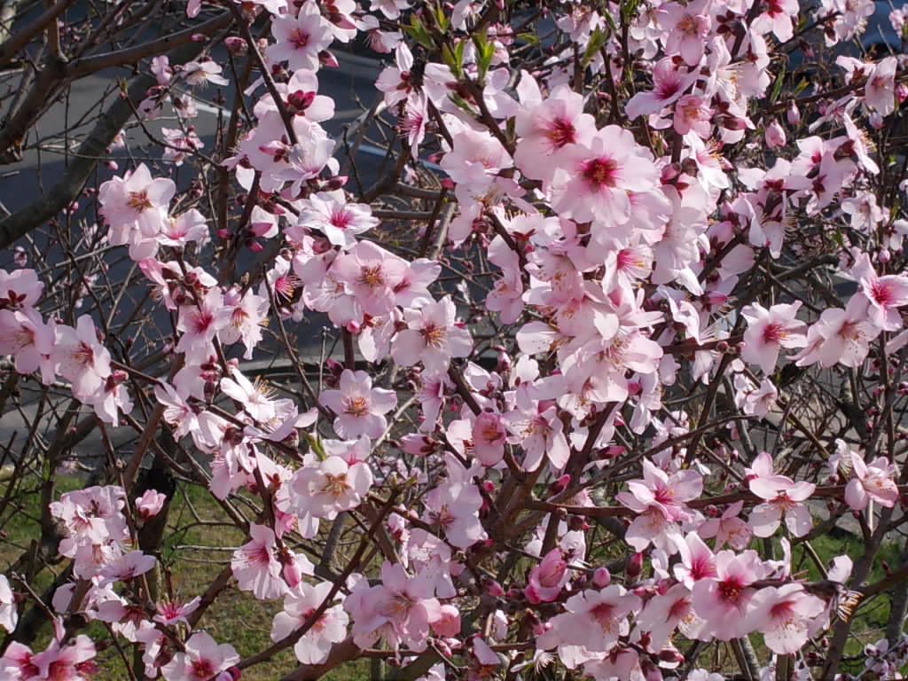 アーモンドの花