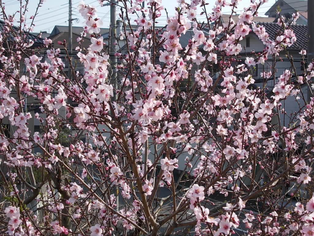 アーモンドの花