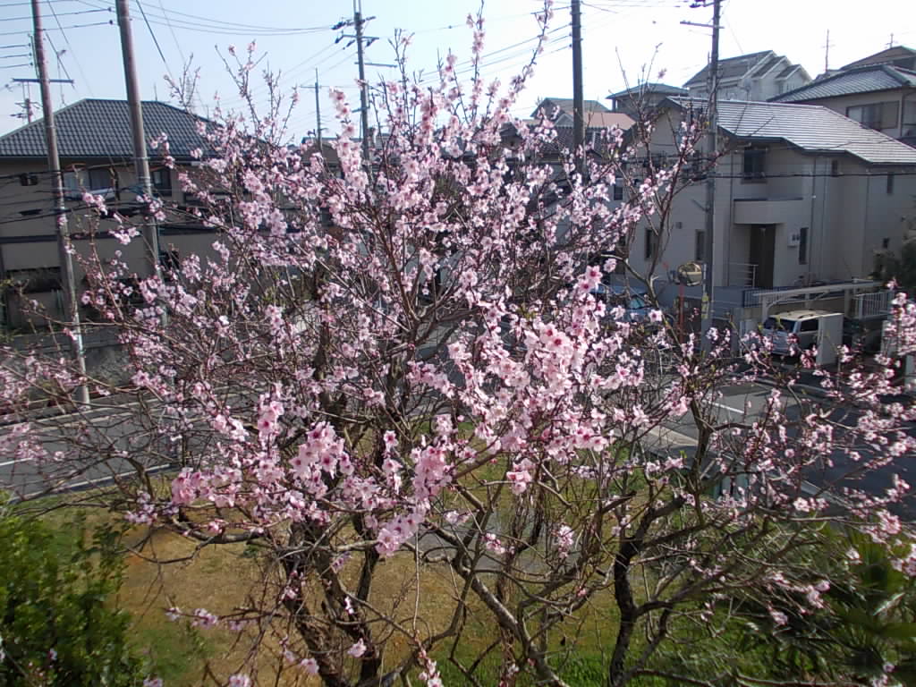 アーモンドの花