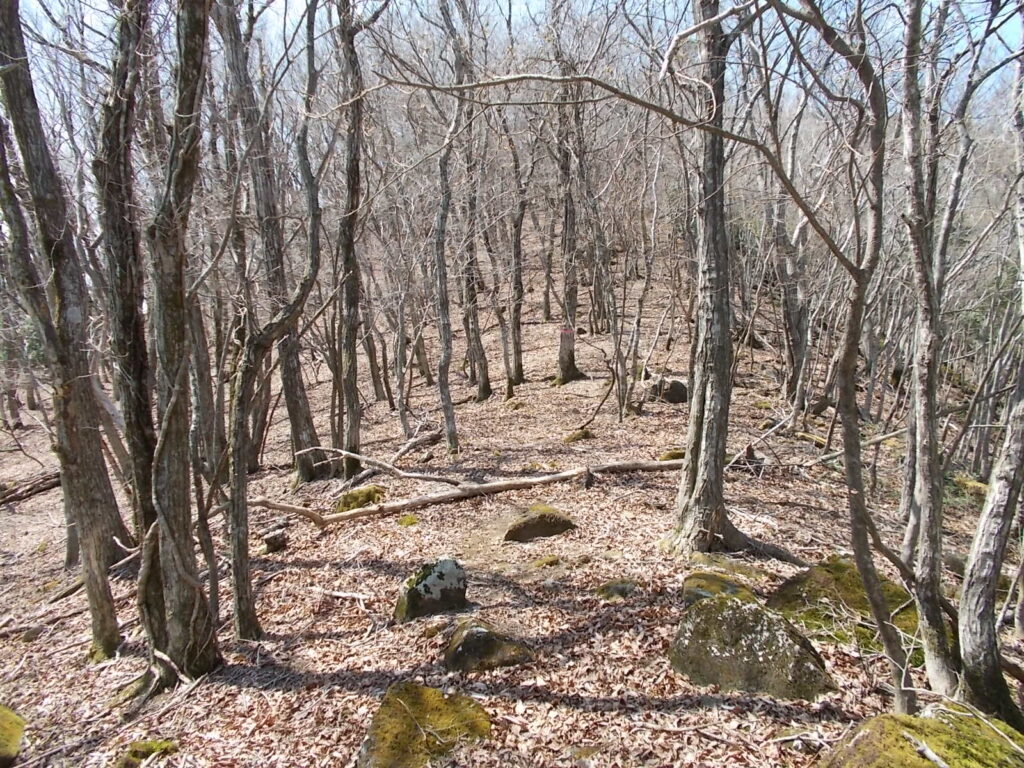 11：27　ゆるやかな尾根に変わりました。
