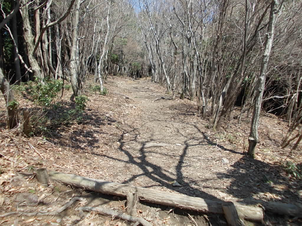 10:14 明るい緩やかな登山道に変わりました。