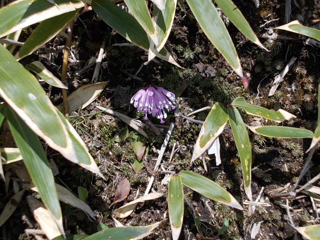 10:32 山頂手前に咲いていた花。