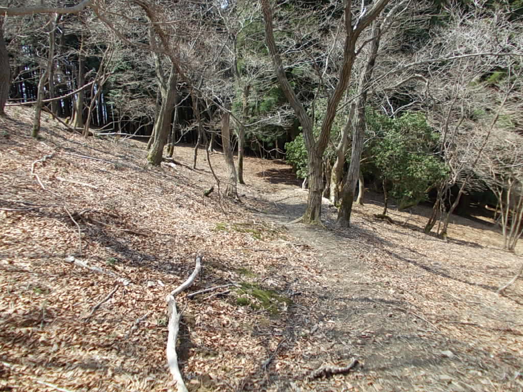 11:16 出だしは緩やかな明るい斜面です。