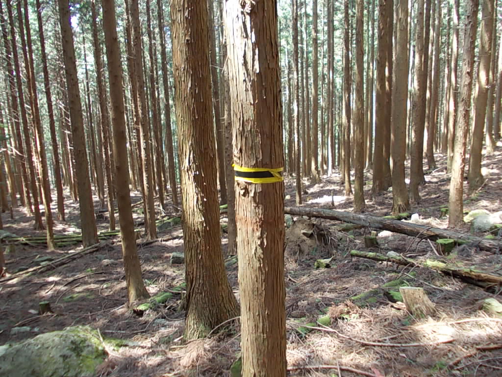 11:23 こちらのコースをリードするテープです。これとピンクのテープが頼りです。