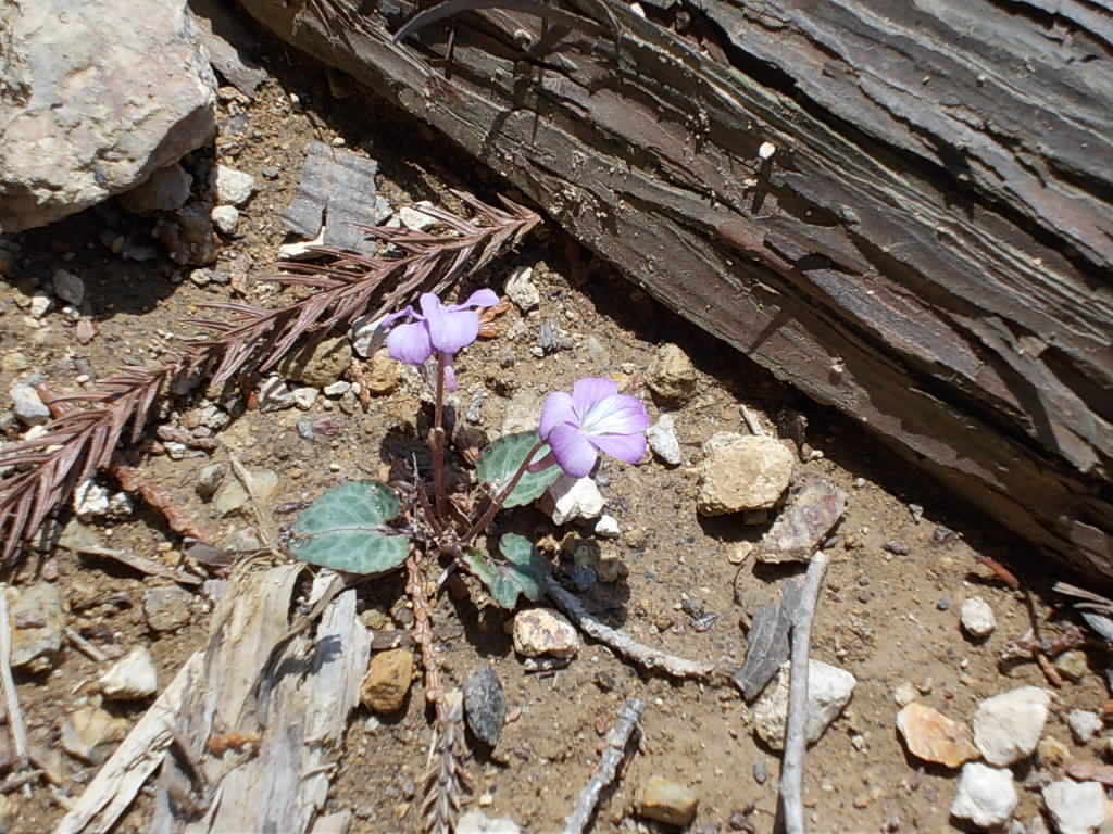11:29 登山道終わりに生えていたスミレです。