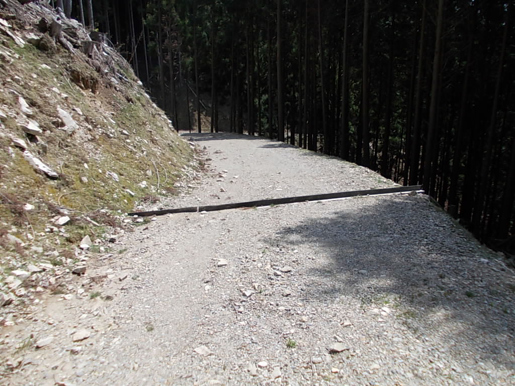 11:30 林道を歩きます。