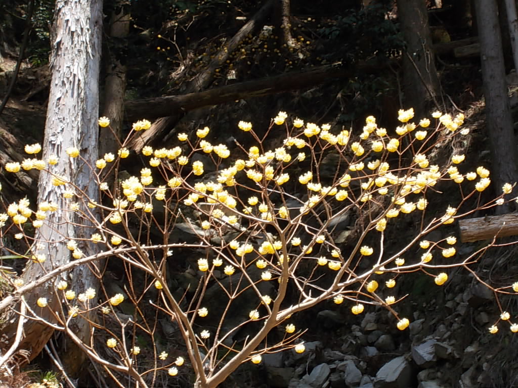 11:31 みつまたの花。