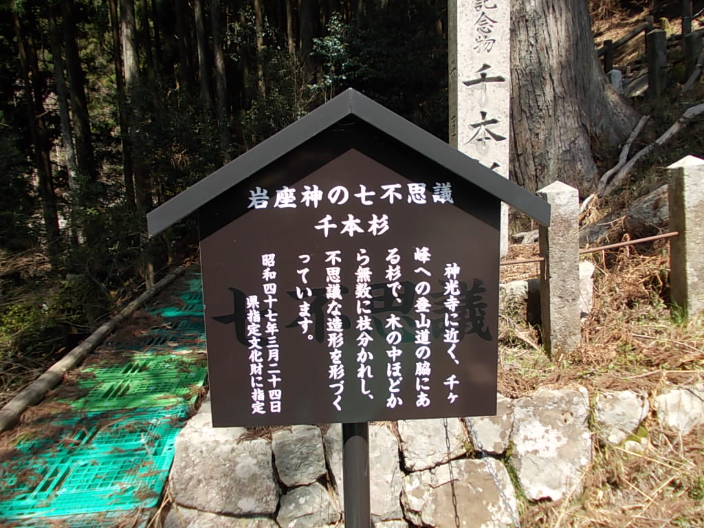 11:37 岩座神の七不思議の一つ、千本杉の説明です。