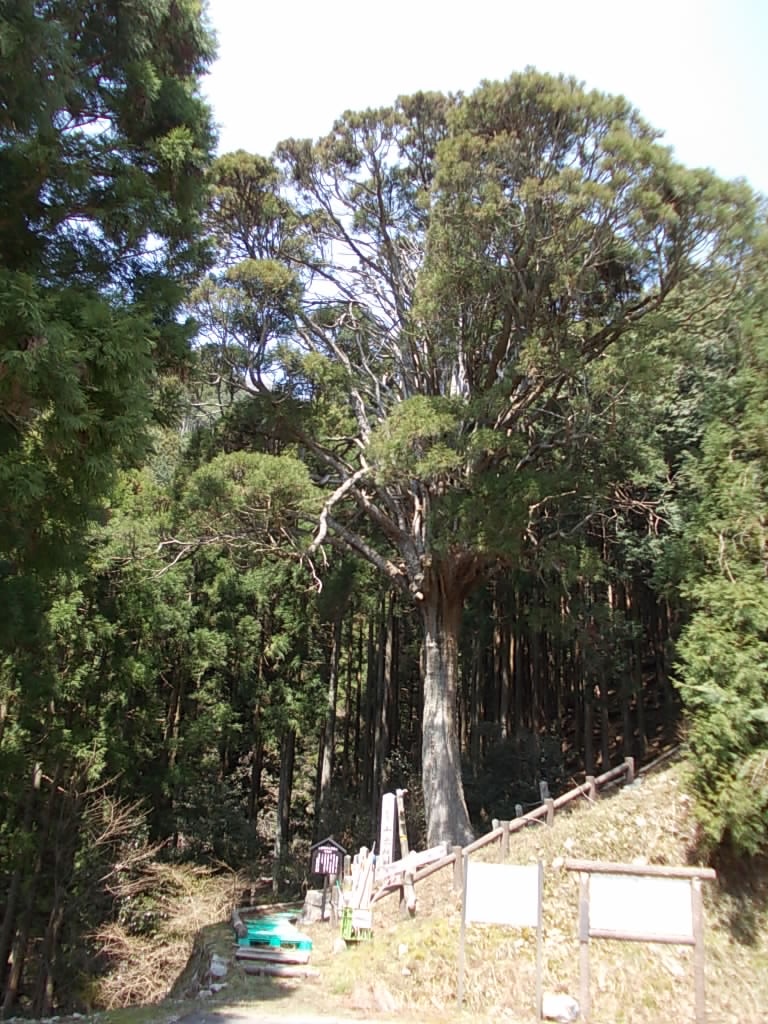 11:38 千本杉です。ここから舗装路を下っていきます。