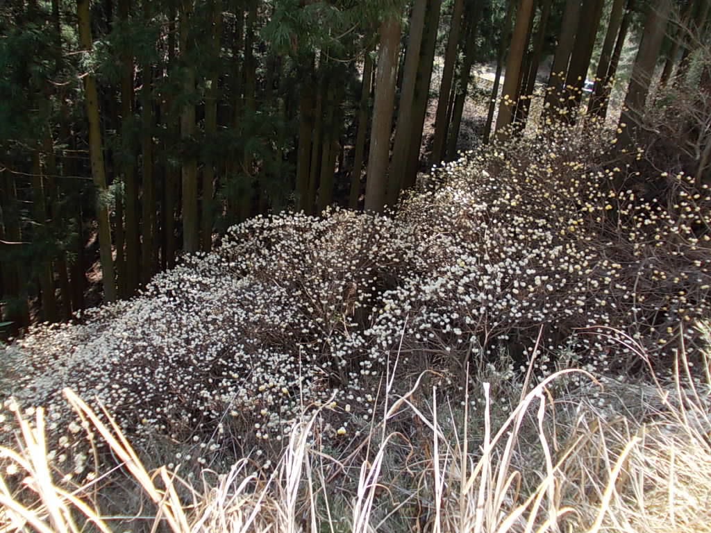 12:04 途中にあったみつまたの群落