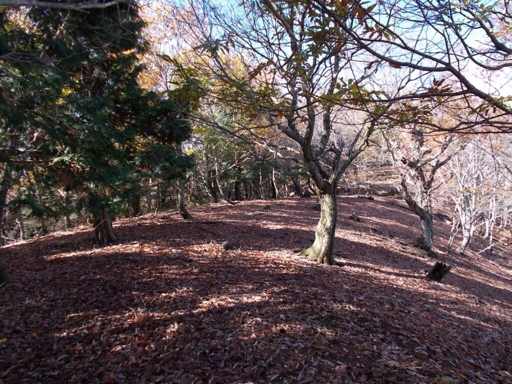 10：50　木漏れ日の射す明るい尾根筋。自然林の紅葉が見られます。