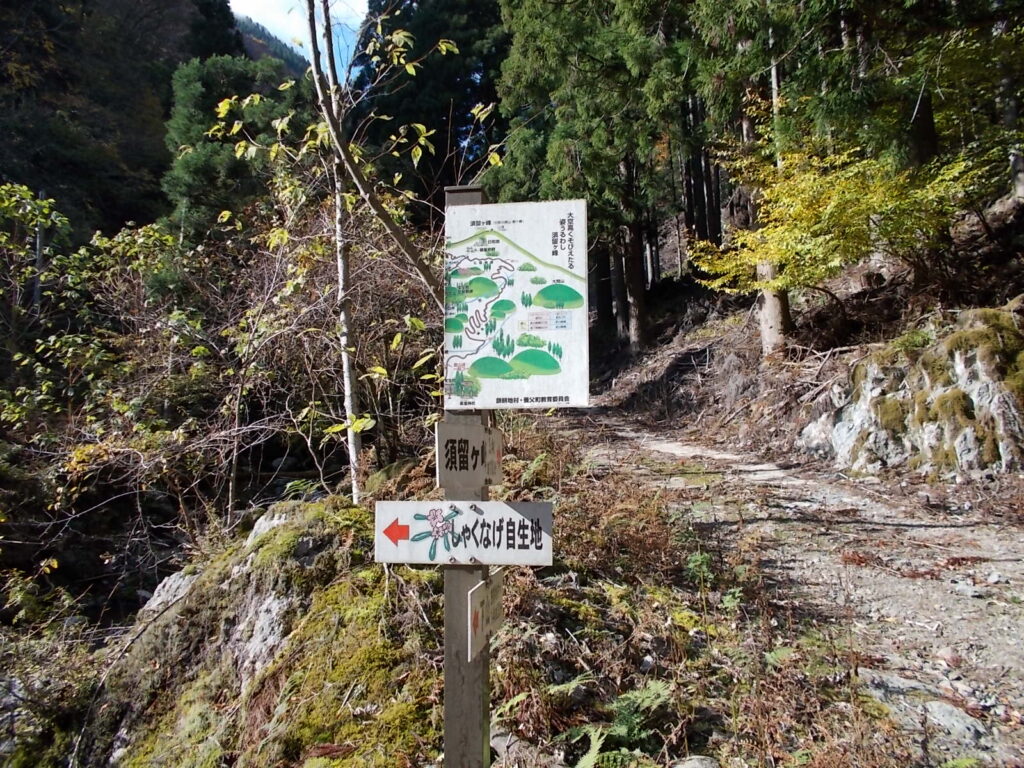 10:48 案内板のあるシャクナゲ自生地との分岐。この周辺か林道の終点に駐車できる。