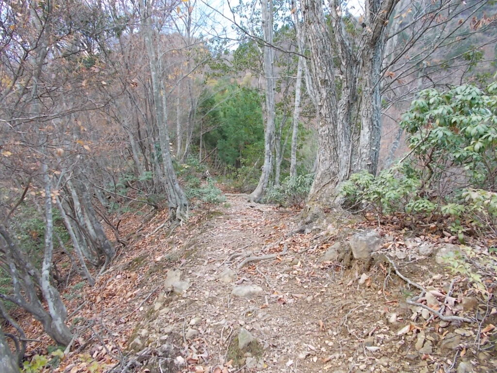 11:26 登山道の様子。最初は登りやすいんですが。