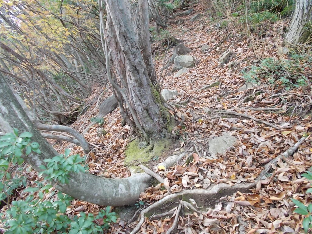 11:27 すぐに急斜面になります。