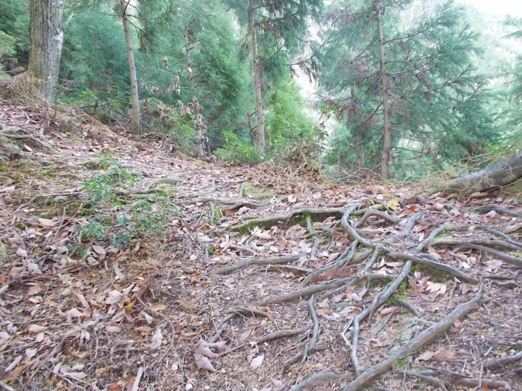 11:31 登りきると次の尾根に移ります。左へ。