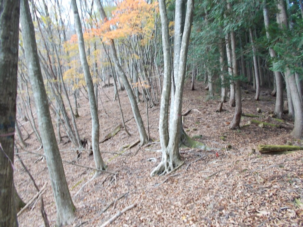 11:37 明るい尾根筋。右は人工林。左は自然林です。ほとんど紅葉は終わりで、登山道は落ち葉の絨毯になっています。