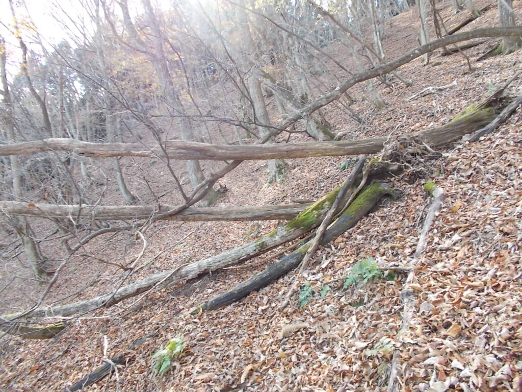 11:42 倒木を越えます。