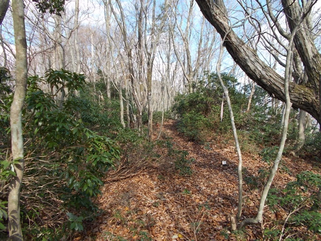 11:47 馬酔木の木が多くなってきました。