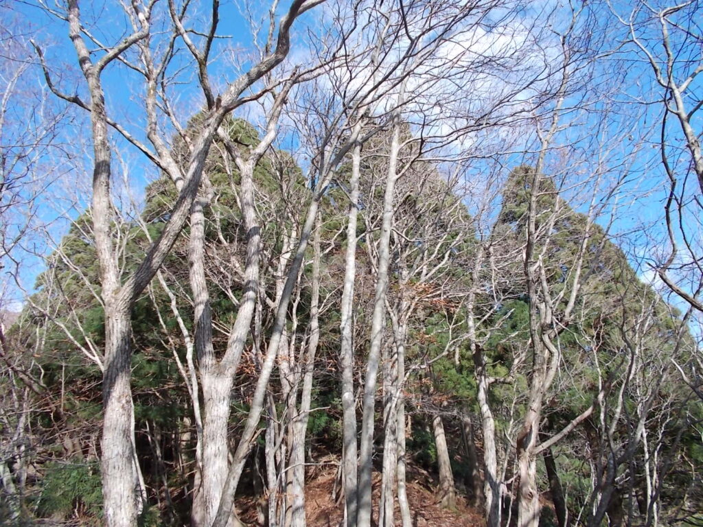 11:51 山頂手前にある大きなスギの木。山名の由来だそうです。