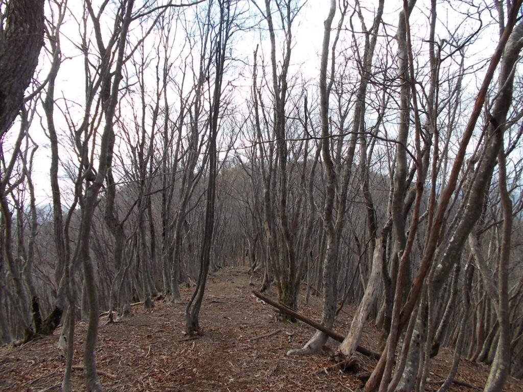12:06 空中回廊の様子。ここも最初は歩きやすいんですが、途中に結構きついピークがあります。