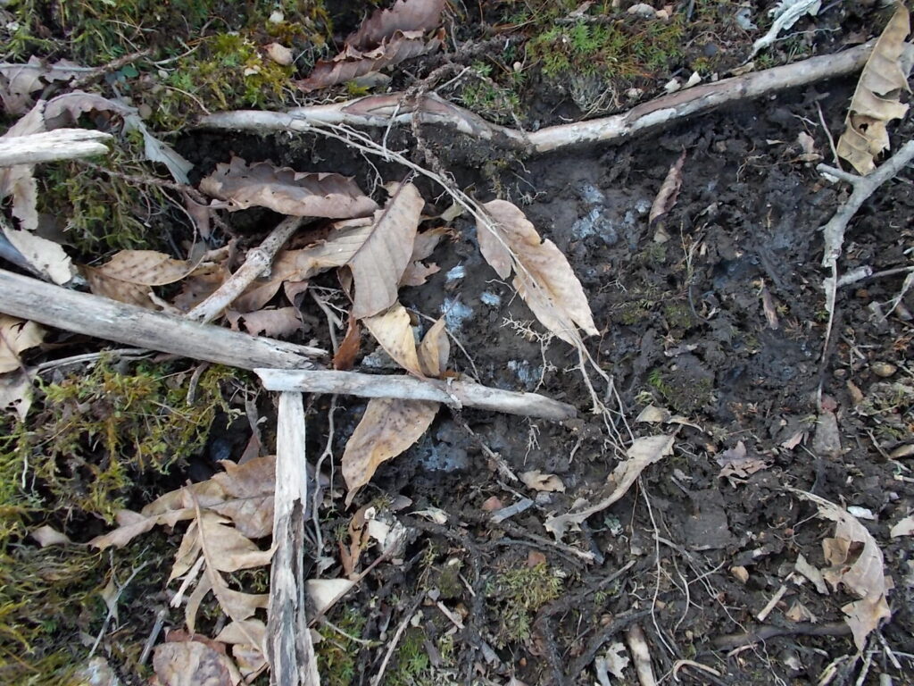 12:11 北側斜面のためか、霜柱がまだ残っています。