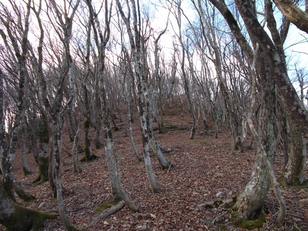 12:16 またまた厳しい登りです。