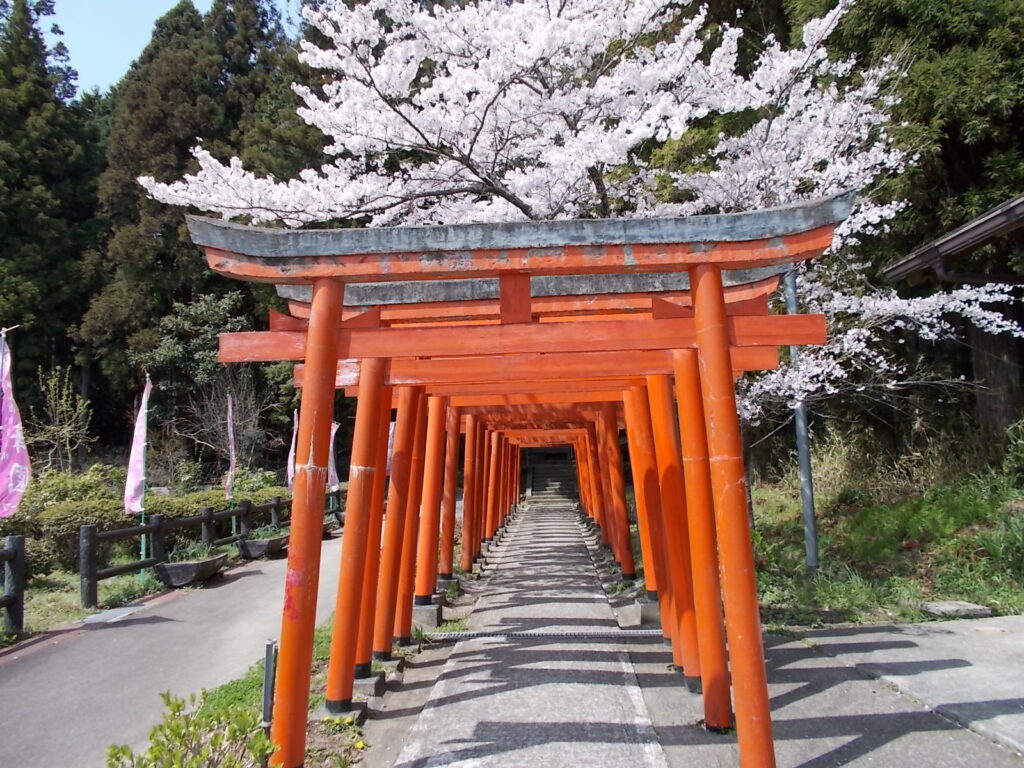 11：21　はいるとすぐ右側にたくさんの鳥居が現れます。この左側を通って進みます。