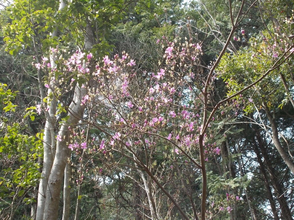 12：57　下山途中に咲いていた三つ葉ツツジ