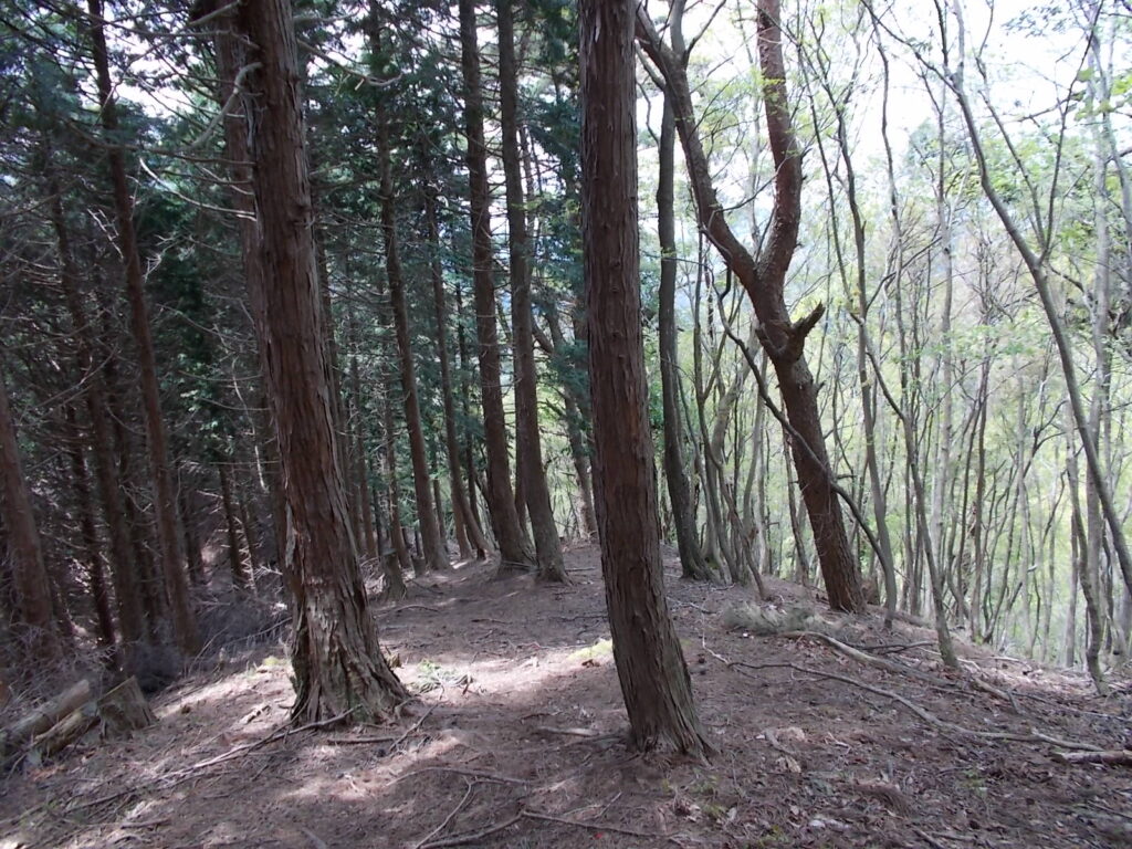 11：02　左が人工林、右は自然林に分かれてます。