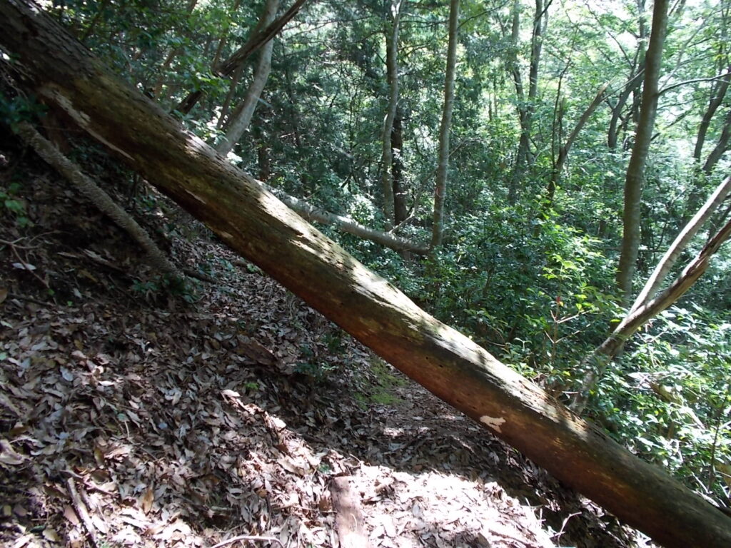 10：38　途中の倒木。
けっこう大きな木です。この辺り大きな木が多いです。